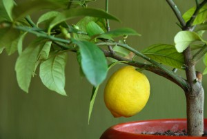 1007299-lemon-on-lemon-tree
